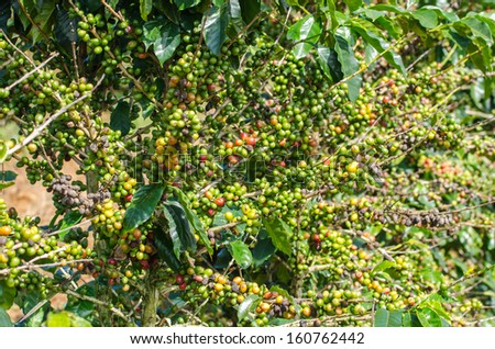 Arabica coffee tree with ripe berries on farm.