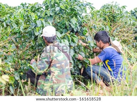 PAKSONG,CHAMPASAK,LAO P D R - OCTOBER 29 ; Unidentified coffee farmers are harvesting arabica coffee berries in there coffee farm  on October 29,2013,Paksong, Champasak,Lao p d r