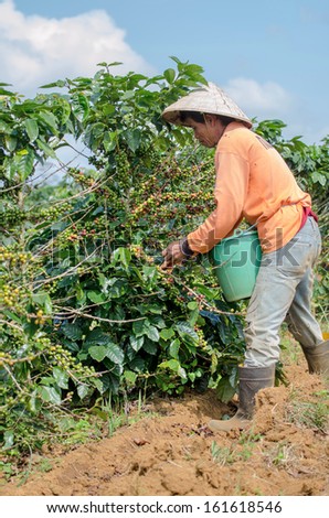 PAKSONG,CHAMPASAK,LAO P D R - OCTOBER 29 ; Unidentified coffee farmer is harvesting arabica coffee berries in his coffee farm  on October 29,2013,Paksong, Champasak,Lao p d r