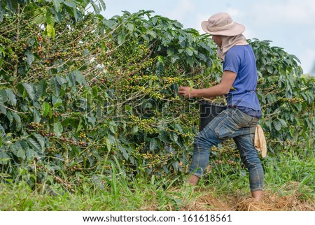 PAKSONG,CHAMPASAK,LAO P D R - OCTOBER 29 ; Unidentified coffee farmer is harvesting arabica coffee berries in his coffee farm  on October 29,2013,Paksong, Champasak,Lao p d r