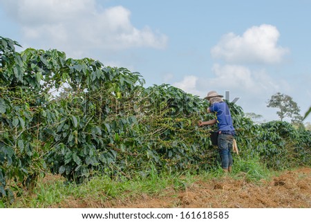 Paksong,Champasak,Lao P D R - October 29 ; Unidentified Coffee Farmer Is Harvesting Arabica Coffee Berries In His Coffee Farm On October 29,2013,Paksong, Champasak,Lao P D R