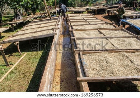 Salavan, Lao Pdr - December 25: Unidentified Coffee Farmers Wash And Dry Coffee Beans.( Wet Processing ) , December 25, 2013 ,Salavan, Lao Pdr.