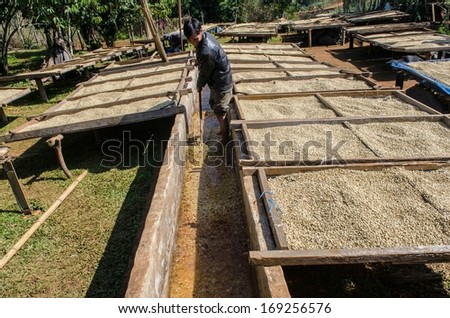 SALAVAN, LAO PDR - DECEMBER 25: Unidentified coffee farmers wash and dry  coffee beans.( wet processing ) , December 25, 2013 ,Salavan, Lao pdr.