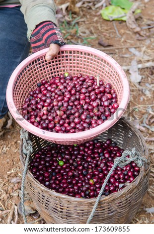 red coffee berries in basket