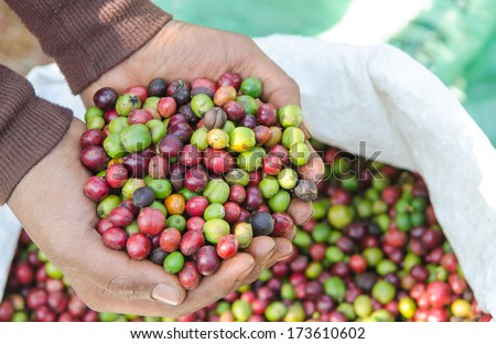coffee berries on agriculturist hands.