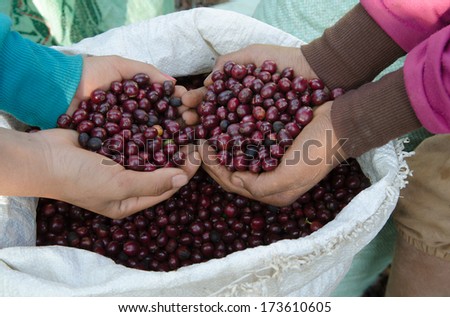 red coffee berries on agriculturist hands.