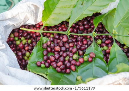 red coffee berries and leaves