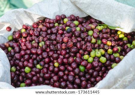 coffee berries in plastic bag