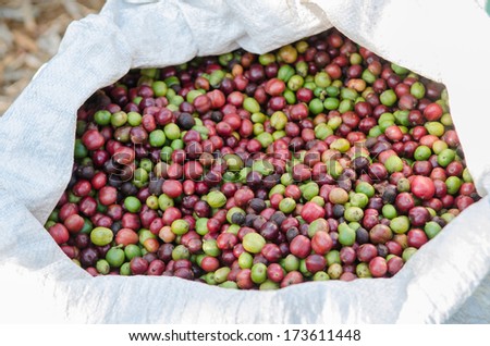 coffee berries in plastic bag