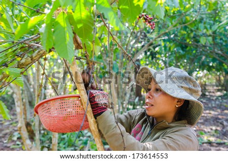 SALAVAN,LAO P D R - JANUARY 25 ; Unidentified coffee farmer is harvesting coffee berries in her coffee farm at vangyawn village,January 25,2014,Lao Ngam,Salavan, Lao p d r