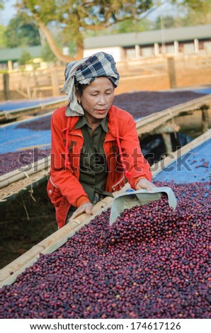 SALAVAN, LAO PDR - JANUARY 26: Unidentified coffee farmer is drying red coffee berries at  Ba-an Dong village, January 26, 2014, Lao Ngam,Salavan, Lao PDR.