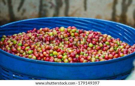 fresh coffee berries in basket