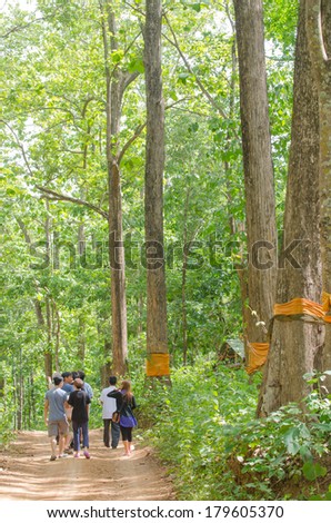 Phrae Province,Thailand-July7; Students from Chiang Mai University and National  University of Singapore help ordain Golden Teak tree in Phrae , Thailand to prevent it from being cut down,July 7,2013