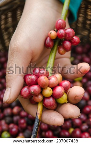 coffee berries on hands