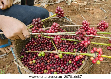 coffee berries on agriculturist hands