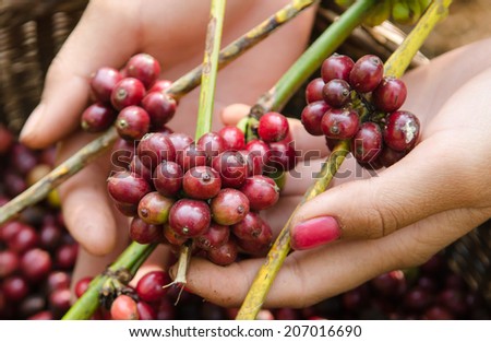 coffee berries on agriculturist hands