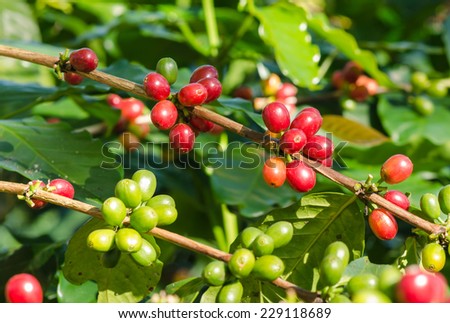 arabica coffee berries