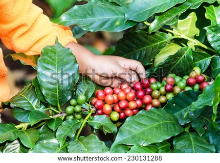 Arabica Coffee berries with kid hands