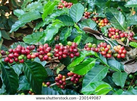 arsbica coffee berries on tree
