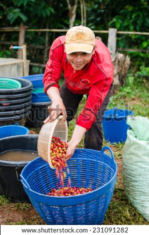 SALAVAN, LAO PDR - NOVEMBER 7,2014 : Unidentified coffee farmer is washing red coffee berries before pulping (wash process) at vangyawn village, Salavan, Lao pdr.