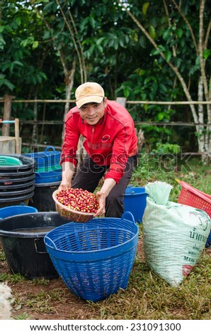 SALAVAN, LAO PDR - NOVEMBER 7,2014 : Unidentified coffee farmer is washing red coffee berries before pulping (wash process) at vangyawn village, Salavan, Lao pdr.