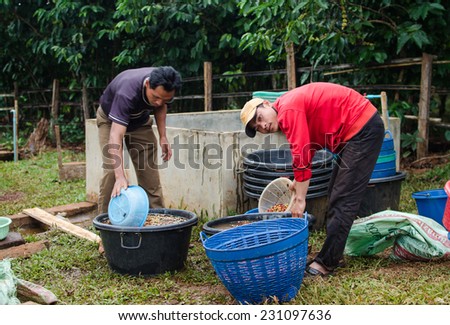SALAVAN, LAO PDR - NOVEMBER 7,2014 : Unidentified coffee farmers are washing red coffee berries before pulping (wash process) at vangyawn village, Salavan, Lao pdr.