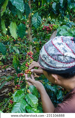 SALAVAN,LAO P D R - NOVEMBER 7,2014 ; Unidentified  coffee farmers picks coffee berries  in his  coffee plantation  at vangyawn village,Lao Ngam,Salavan, Lao p d r