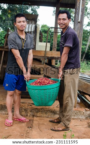SALAVAN,LAO P D R - NOVEMBER 7,2014 ; Unidentified  coffee farmers are with a basket of red coffee berries  at vangyawn village,Lao Ngam,Salavan, Lao p d r
