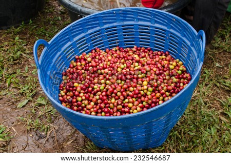 coffee berries in basket