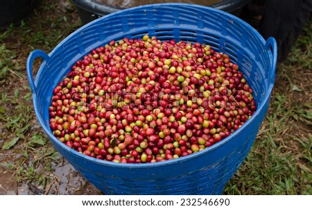 coffee berries in basket