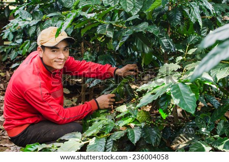 SALAVAN,LAO P D R - NOVEMBER 7,2014 ; Unidentified lavan ethnic coffee farmer is harvesting coffee berries at his coffee farm at vangyawn village,Lao Ngam,Salavan, Lao p d