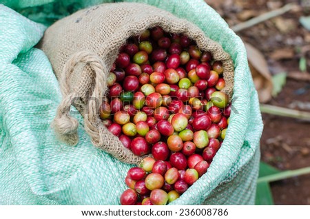 coffee berries beans in plastic bag