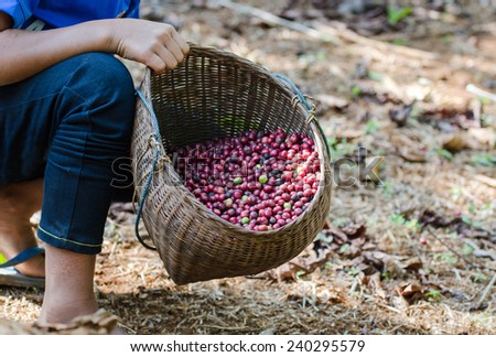 robusta coffee berries in basket