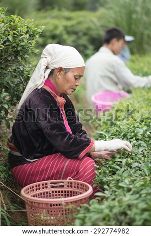 CHIANGMAI,THAILAND - JUNE 23 2015: : Unidentified Palaung farmers harvest tea leaves in their tea garden.Palaung people is an ethnic group living in northern of Thailand