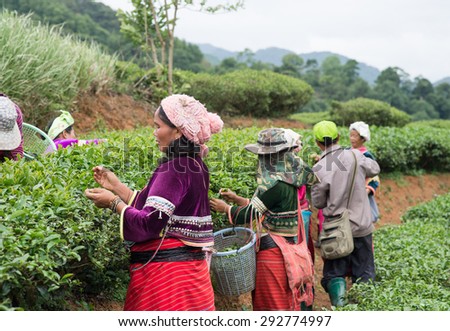 CHIANGMAI,THAILAND - JUNE 23 2015: : Unidentified Palaung farmers harvest tea leaves in their tea garden.Palaung people is an ethnic group living in northern of Thailand