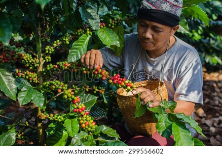 SALAVAN,LAO P D R - NOVEMBER 8,2014 ; Unidentified coffee farmer is harvesting coffee berries in the coffee farm at vangyawn village,Lao Ngam,Salavan, Lao p d