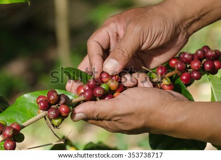 arabica coffee berries on hands