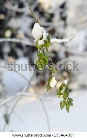 Green Roses branch in winter