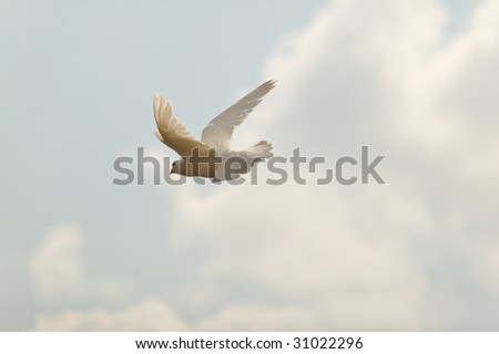 white dove flying on a blue sky