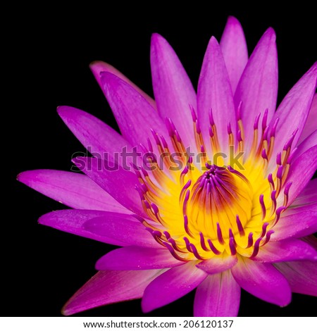 Close up lotus flower on black background