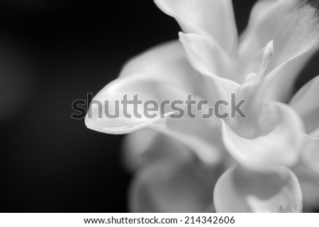 Macro of Black and white flowers