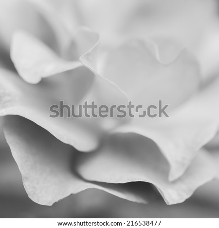Close up macro petal black and white rose flower