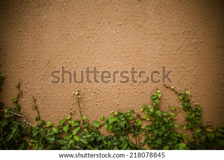 Red cement texture with plant