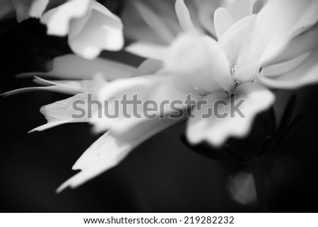 Close up macro white flower, black and white color