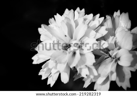 Close up macro white flower, black and white color on black background
