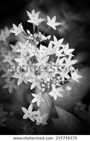 Close up flowers, black and white color
