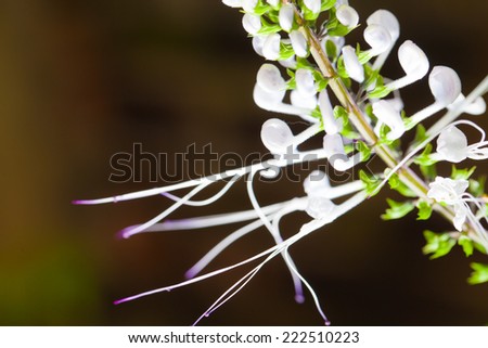 Close up white plant