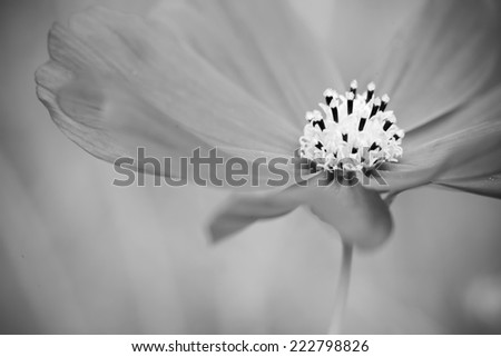 Close up macro flower, black and white style
