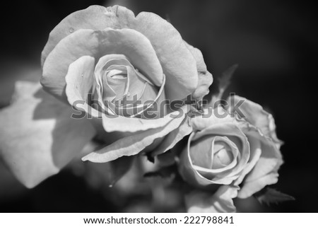 Close up macro rose flower, black and white color