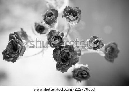 Close up little rose flowers, black and white flower